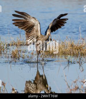 Limpkin (Aramus guarauna) isst eine invasive Riesenapfelschnecke (Pomacea maculata) in einem See im Fort Bend County, Texas, USA. Stockfoto