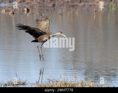 Limpkin (Aramus guarauna) landet am Rande eines Sees im Fort Bend County, Texas, USA. Stockfoto