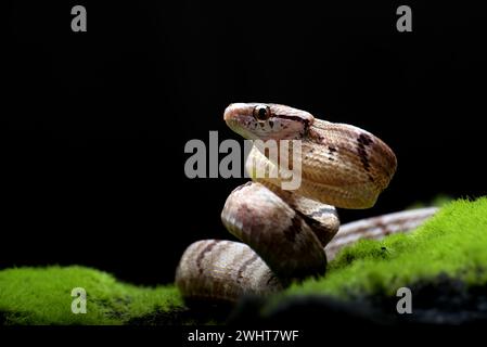 Hundezahnkatzenschlange in Angriffsposition Stockfoto