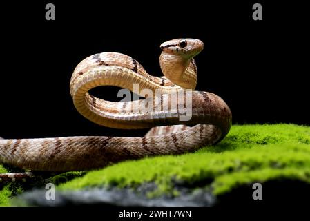 Hundezahnkatzenschlange in Angriffsposition Stockfoto