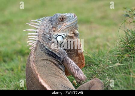 Nahaufnahme eines Leguans Stockfoto