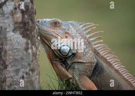 Nahaufnahme eines Leguans Stockfoto