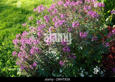 Cleome spinosa Senorita Rosalita, Spinnenpflanze Stockfoto