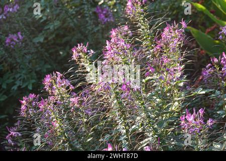 Cleome spinosa Senorita Rosalita, Spinnenpflanze Stockfoto