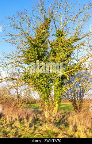 Kleiner Walnussbaum (Juglans regia) im Winter mit invasivem Wachstum von Efeu (Hedera) auf Stamm und Zweigen - Zentralfrankreich. Stockfoto