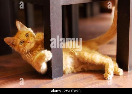 Porträt der verspielten Ingwerkatze, die lügt, Spielzeit Stockfoto