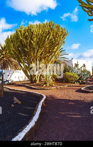 Ein lebendiger Garten mit verschiedenen Kakteen und Sukkulenten unter einem hellblauen Himmel. Stockfoto