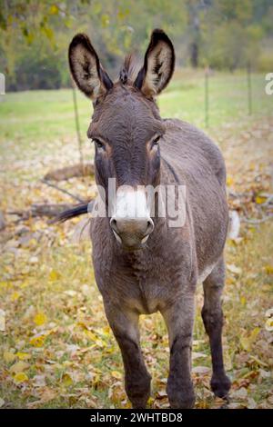 Porträt eines süßen Esels. Stockfoto