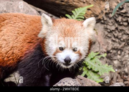 Roter Panda Firefox Säugetier Tier Stockfoto