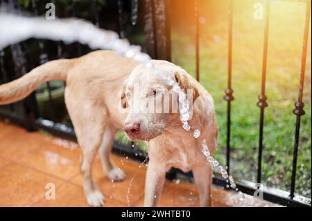 labrador Hund mit sauberem Schlauchwasser auf hellem, sonnigem Hintergrund waschen Stockfoto