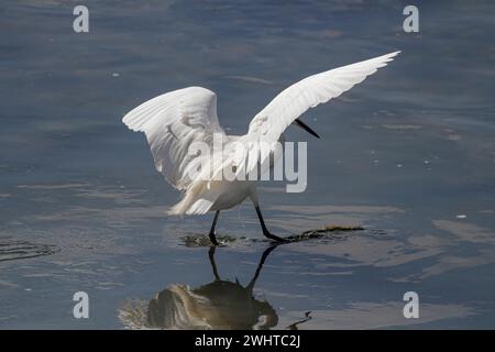 Kleiner Weißreiher am Fluss Douro während der Fischereitätigkeit, nördlich von Portugal Stockfoto