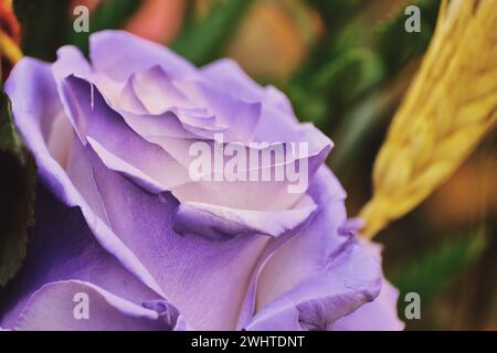 "Der tapfere Ritter tötete den Drachen, um die Prinzessin zu retten, und Rosen sprießen aus seinem Blut." Sant Jordis Tag, ein Urlaub in Katalonien, Spanien, ist es Tty Stockfoto