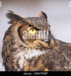 Die große Hörnenkeule (Bubo virginianus) Stockfoto