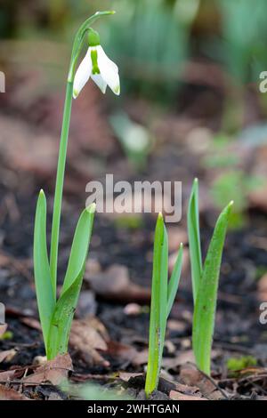 Schneeglöckchen Galanthus nivalis, saisonale Frühjahrsblume einzelne herabhängende weiße Blume an einem einzelnen Stiel drei ausbreitende Sepalen schlingen wie Blätter Stockfoto