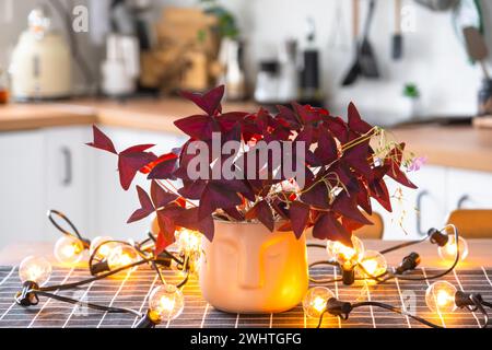 Lila oxalis in einem Topf mit einem Gesicht im Inneren des Hauses in der Küche, beleuchtet von Girlandenlampen. Topfpflanze in A Stockfoto