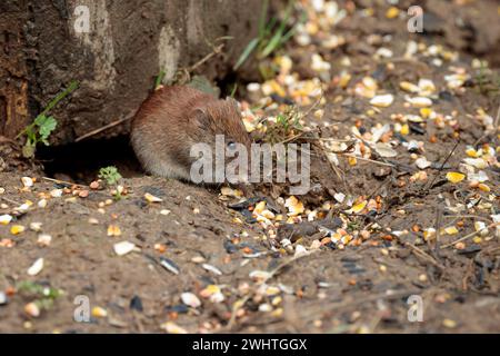 Maulwurm clethrionomys glareolus, unter dem alten Baumstumpf glänzendes kastanienbraunes Fell kleine freiliegende runde Ohren stumpfe Nase mittelhaariger Schwanz Stockfoto