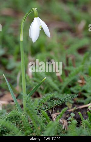 Schneeglöckchen Galanthus nivalis, saisonale Frühjahrsblume einzelne herabhängende weiße Blume an einem einzelnen Stiel drei ausbreitende Sepalen schlingen wie Blätter Stockfoto