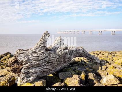 Prince of Wales Bridge oder Second Severn Crossing und Flotsam Log in Morning Mist - Severn Beach Gloucestershire UK Stockfoto