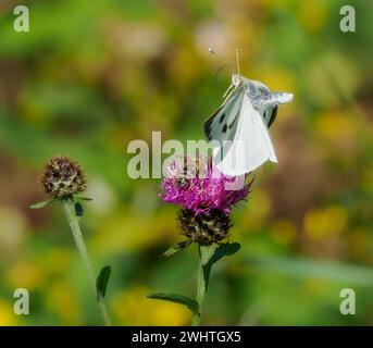 Weiblicher großer Weißer Schmetterling mit Proboscis immer noch erweitert, der von Nektaring auf einer Schwarzen Knapweed Blume geflogen ist - Somerset UK Stockfoto