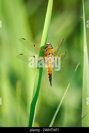 Die vierfleckige Chaser Libellula quadrimaculata auf den Somerset Levels UK Stockfoto