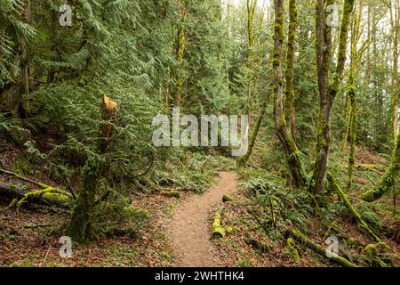 WA25044-00...WASHINGTON - Trail vom High Point Trailhead zum Poopoo Point und darüber hinaus in den Issaquah Alps. Stockfoto