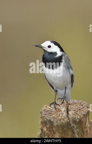 Weiße Bachstelze (Motacilla alba), auf einem Baumstumpf sitzend, Wilnsdorf, Nordrhein-Westfalen, Deutschland Stockfoto