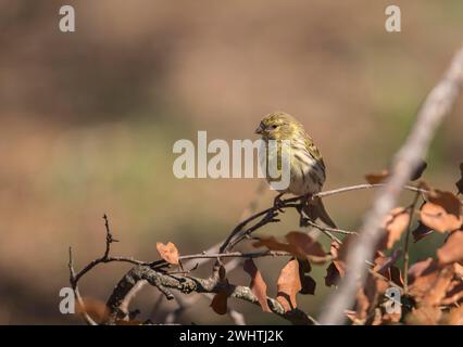 Serin (Serinus serinus), Extremadura, Castilla La Mancha, Spanien Stockfoto