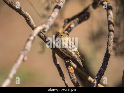 Serin (Serinus serinus), Extremadura, Castilla La Mancha, Spanien Stockfoto