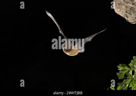 Gemeinsame pipipistrelle (Pipistrellus pipipistrellus) im Flug, Thüringen, Deutschland Stockfoto