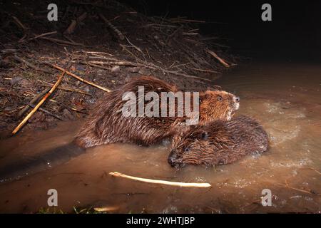 Europäischer Biber (Castor Fiber) in der Biberhütte Thüringen Stockfoto