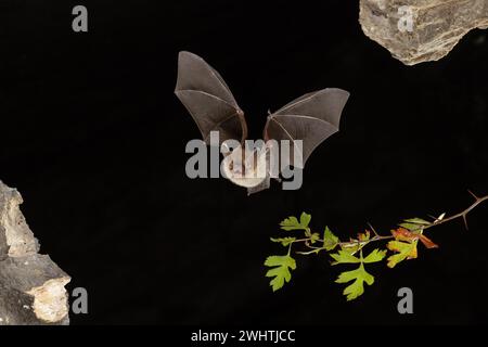 Bechstein-Fledermaus (Myotis bechsteinii) im Flug, Thüringen, Deutschland Stockfoto