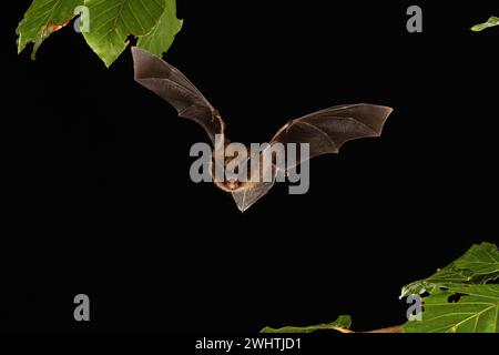 Brandt-Fledermaus (Myotis brandtii) im Flug, Niedersachsen, Deutschland Stockfoto