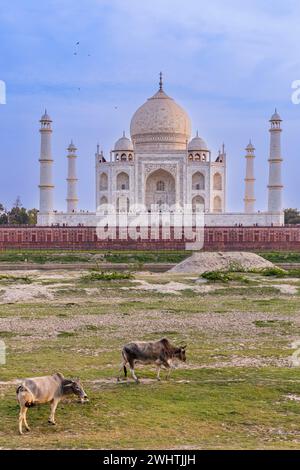 Das Taj Mahal, Blick vom Aussichtspunkt in der Nähe von Mehtab Bagh oder Moonlight Garden, Agra, Indien, blauer Himmel, Kunst, Muster Stockfoto
