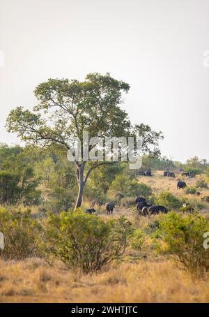 Afrikanischer Büffel (Syncerus Caffer Caffer Caffer), Herde in der afrikanischen Savanne, Kruger-Nationalpark, Südafrika Stockfoto