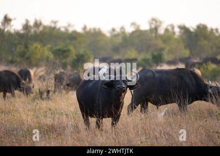 Rinderreiher (Bubulcus ibis) auf dem Rücken eines afrikanischen Büffels (Syncerus Caffer Caffer Caffer), Stier im trockenen Gras, afrikanische Savanne, lustig Stockfoto