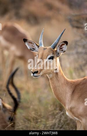 Impala (Aepyceros melampus), schwarze fersenantilope, junger Mann im Abendlicht, Tierporträt, Kruger-Nationalpark, Südafrika Stockfoto