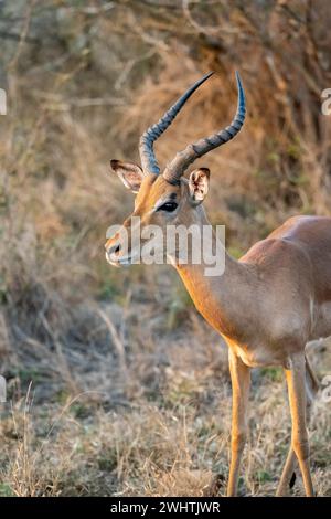 Impala (Aepyceros melampus), schwarze fersenantilope, erwachsener Mann im Abendlicht, Tierporträt, Kruger-Nationalpark, Südafrika Stockfoto