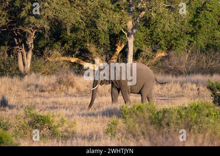 Afrikanischer Elefant (Loxodonta africana) in der afrikanischen Savanne, stimmungsvolles Abendlicht, Kruger-Nationalpark, Südafrika Stockfoto