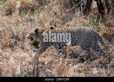 Leopard (Panthera pardus), der durch trockenes Gras geht, nach Jungen ruft, erwachsenes Weibchen, Kruger-Nationalpark, Südafrika Stockfoto