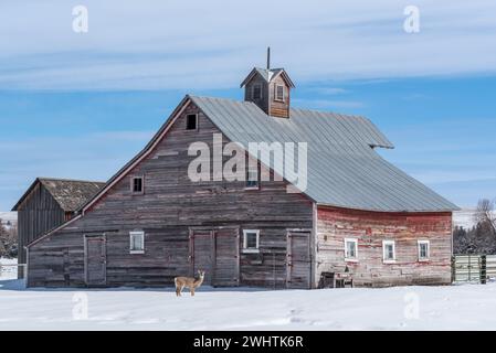 Weißschwanzhirsche und alte Scheune, Wallowa Valley, Oregon. Stockfoto