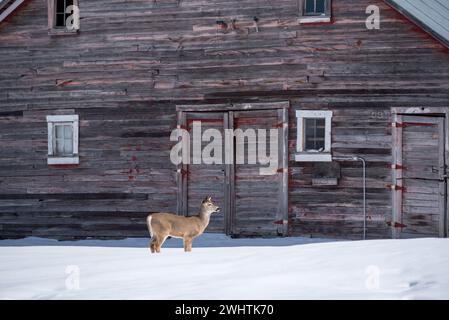 Weißschwanzhirsche und alte Scheune, Wallowa Valley, Oregon. Stockfoto