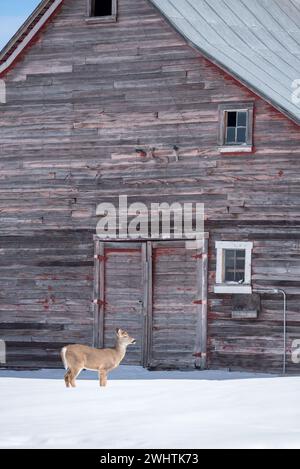 Weißschwanzhirsche und alte Scheune, Wallowa Valley, Oregon. Stockfoto