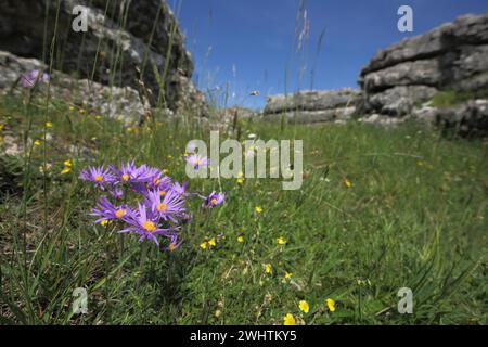 Europäische michaelmas Gänseblümchen (Aster amellus) in Graswiesen mit Felsformationen, unscharf, Umgebung, Chaos de Nimes le Vieux, Causse Mejean Stockfoto