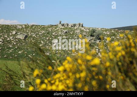 Steinlandschaft mit Felsformationen und Besen, Landschaft, Berge, Blüte, Mont Lozere, Le Pont de Montvert, Cevennes, Zentralmassiv, Frankreich Stockfoto