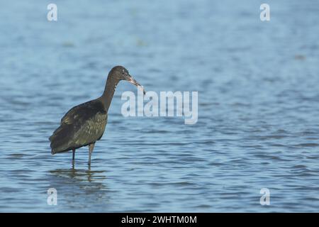 Glossy ibis (Plegadis falcinellus), Wasser, stehend, Scamandre, Camargue, Frankreich Stockfoto