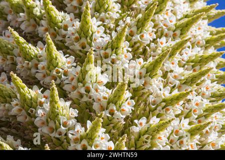 Puya Stockfoto