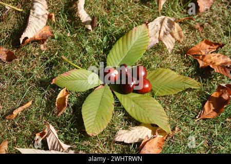 Aesculus pavia, Rotes Rotes rotes rotes rote Rote Rote Rote Stockfoto