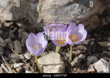 Crocus pulchellus, haariger Krokus Stockfoto