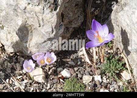 Crocus pulchellus, haariger Krokus Stockfoto