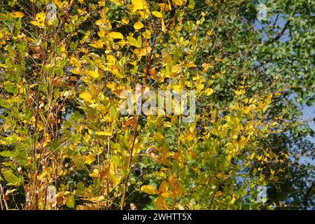 Lespedeza bicolor, Buschklee Stockfoto